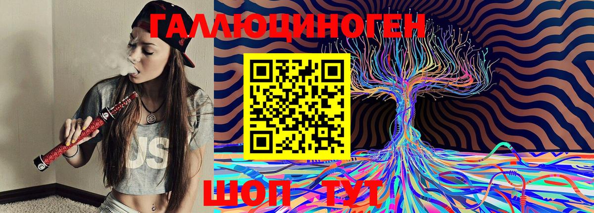 Псилоцибиновые грибы Psilocybe  Вход с VPN  Осинники 